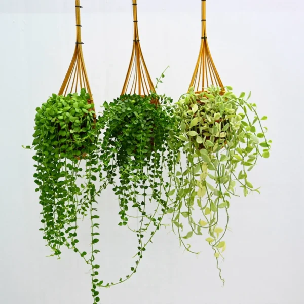 Hanging Orchid Planter, Bamboo Woven Orchid Hanging Baskets with Metal Hook Bird Nest Style Plant Hangers for Trellis & Gazebo Indoor Outdoor Small Flower Planter - Image 2